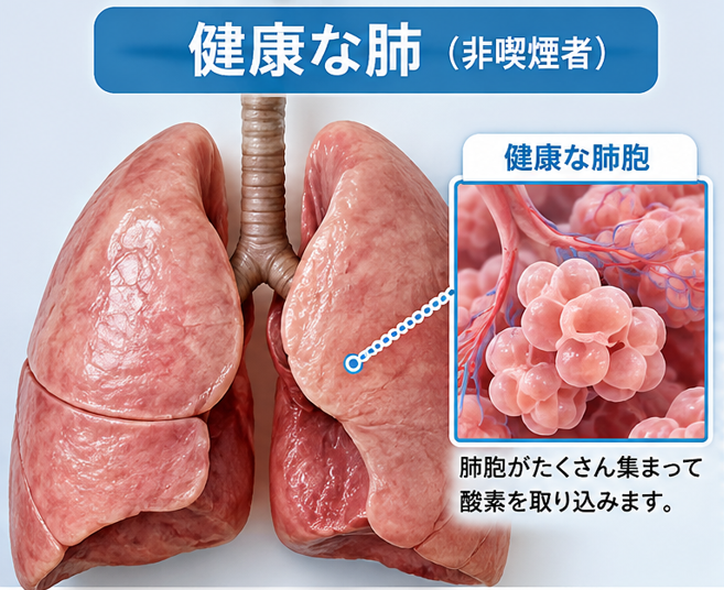 健康な肺